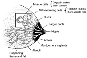 Illustration of the internal anatomy of the breast from the World Health Organization’s breastfeeding guide, showing lobules, ducts, and nipple.